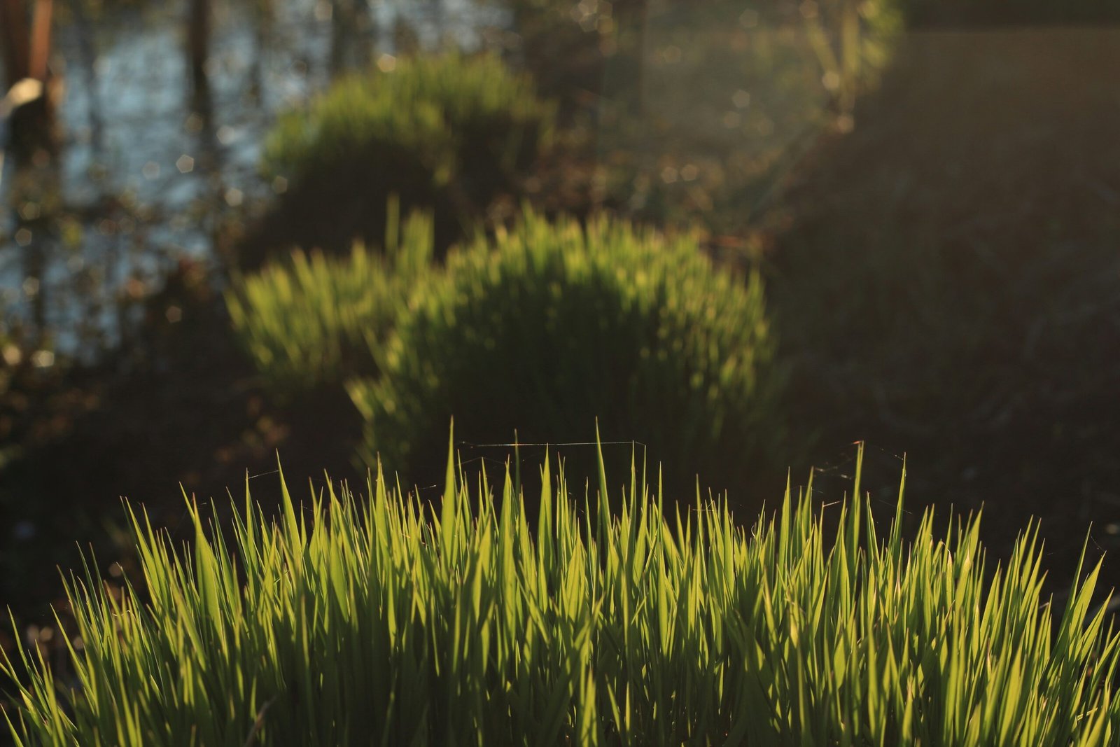 a grassy area next to a body of water