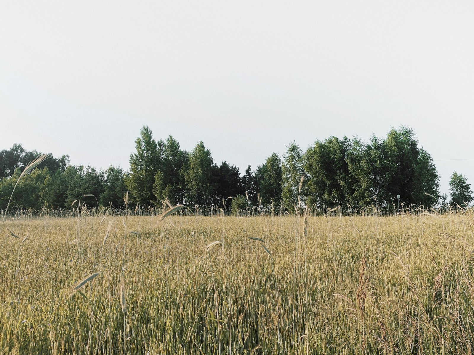 green grass field near green trees during daytime