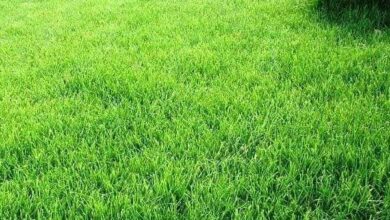 زراعة ثيل طبيعي الرياض