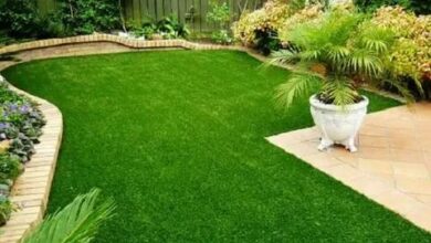 زراعة الثيل الطبيعى فى المنازل