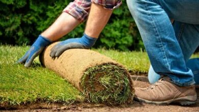 شركة زراعة ثيل طبيعي فى الرياض