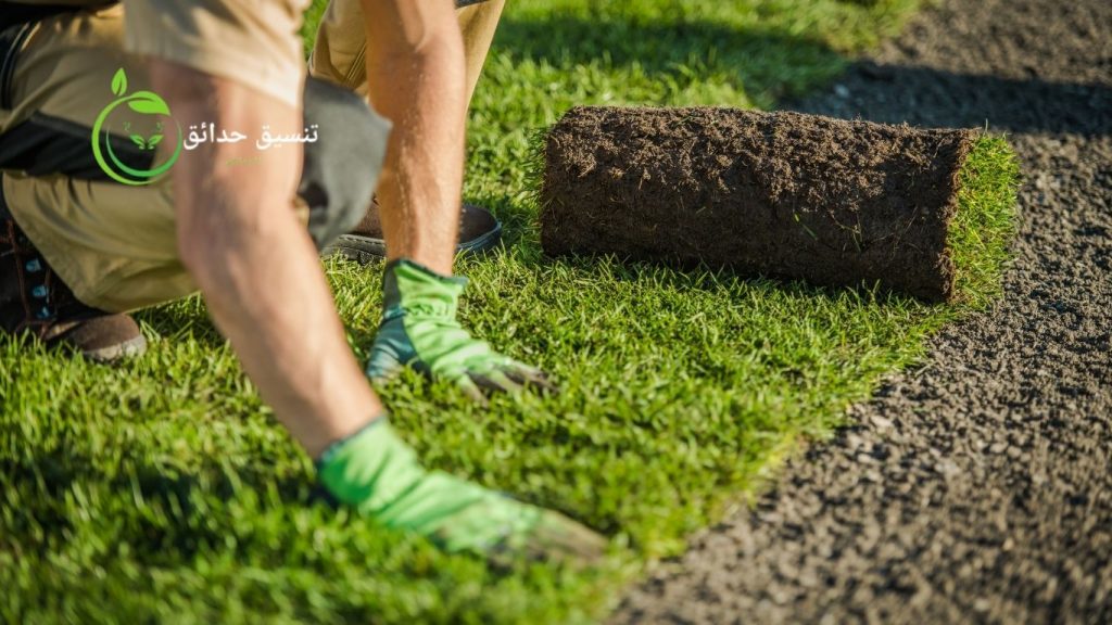 زراعة الثيل الطبيعي بالرياض