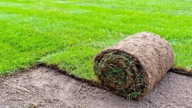 عشب طبيعي الرياض