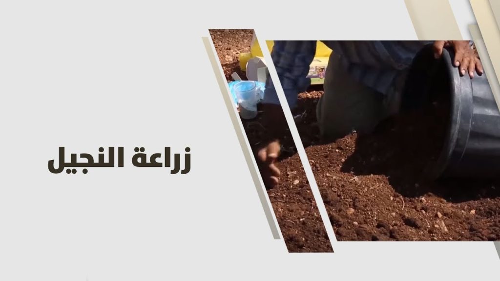 زراعة الثيل الطبيعي