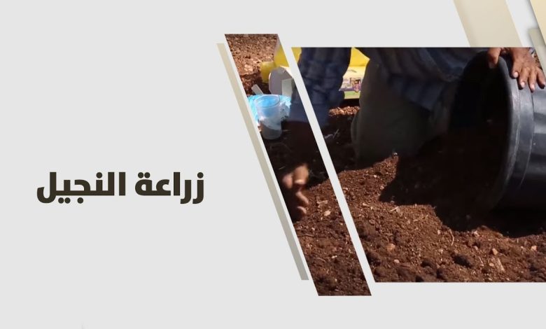 زراعة الثيل الطبيعي