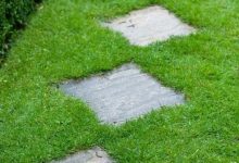 زراعة الثيل الطبيعي بالرياض