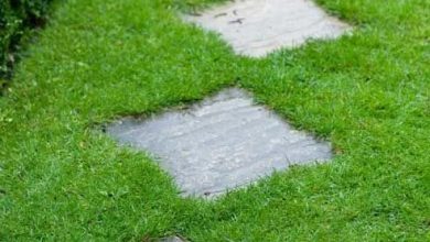 زراعة الثيل الطبيعي بالرياض