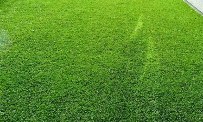 الثيل الطبيعي