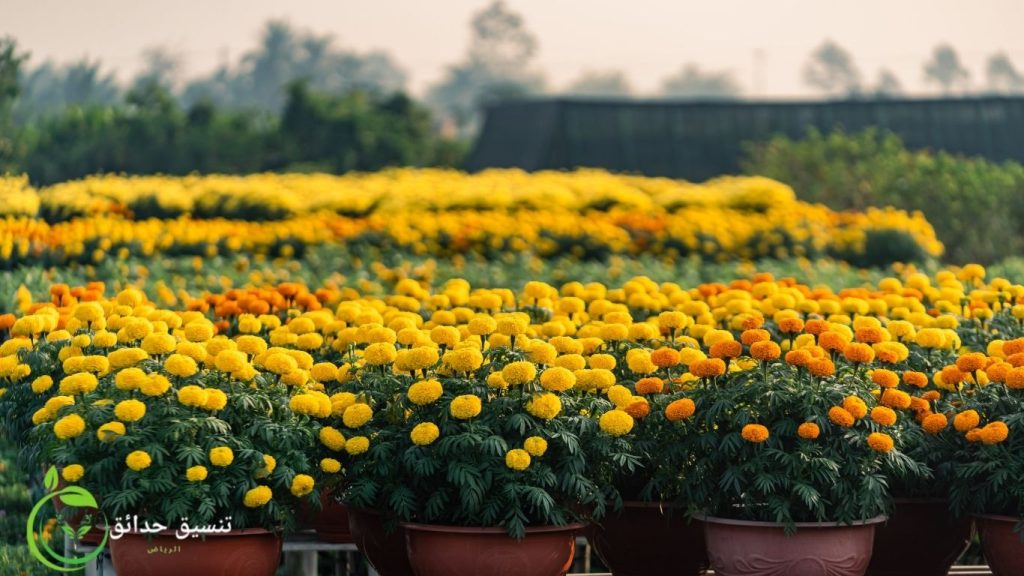 تنسيق حدائق الرياض