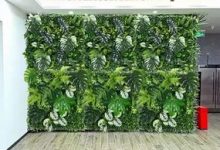 عشب جدارى بالرياض