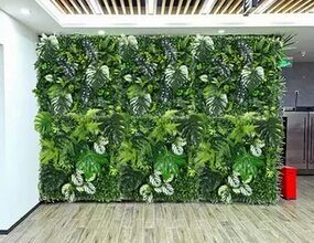 عشب جدارى بالرياض