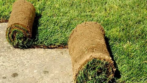 زراعة ثيل طبيعي