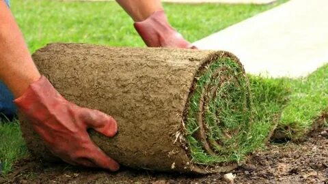 زراعة الثيل الطبيعي