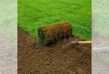 زراعة الثيل الطبيعي فى الرياض