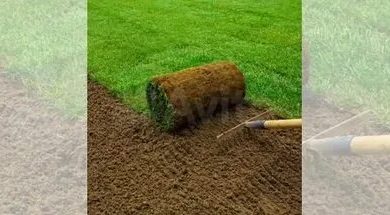 زراعة الثيل الطبيعي فى الرياض