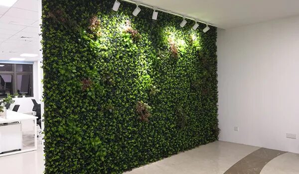 عشب جدارى بالرياض 